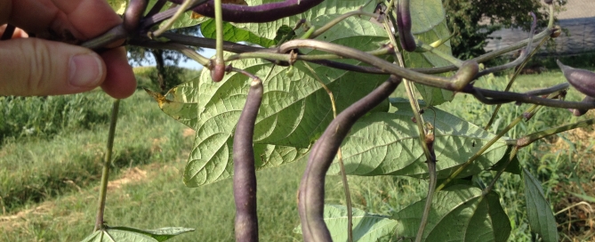 Hand picking beans