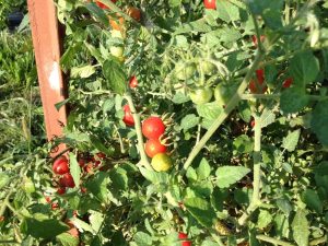 Tomato gleaning at a farm near St. Joseph MO