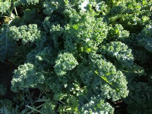 Gleaning kale at a farm near Platte City, MO