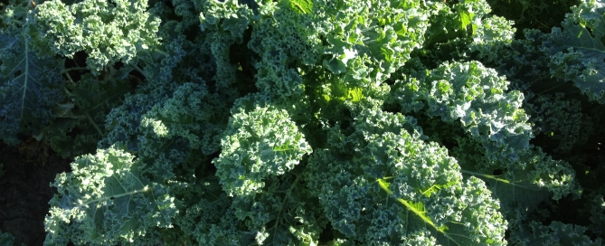 Kale