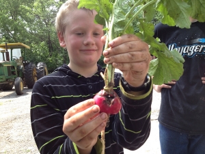Radish gleaning at a farm in Kansas City KS