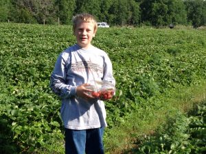 Strawberry gleaning east of Lawrence KS @ A farm east of Lawrence, KS