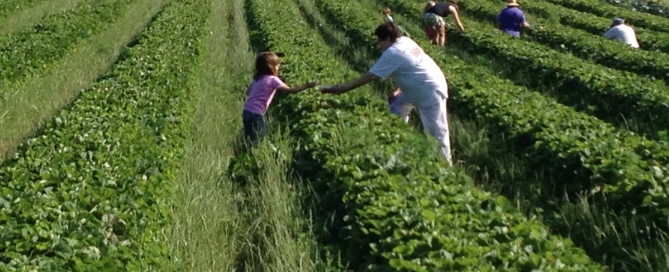 Gleaning fields, volunteers