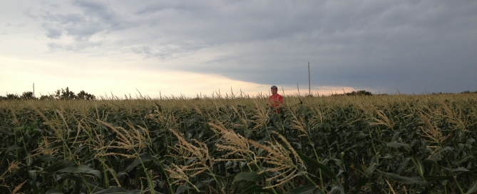 Corn fields, Tom Decker
