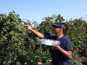 Blackberry gleaning at a farm near St. Joseph, MO