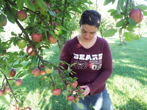 Fresh apples on trees