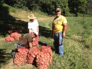 Potato gleaning at a farm in Kansas City KS