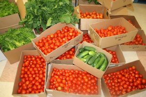 Tomato gleaning near Lone Jack MO