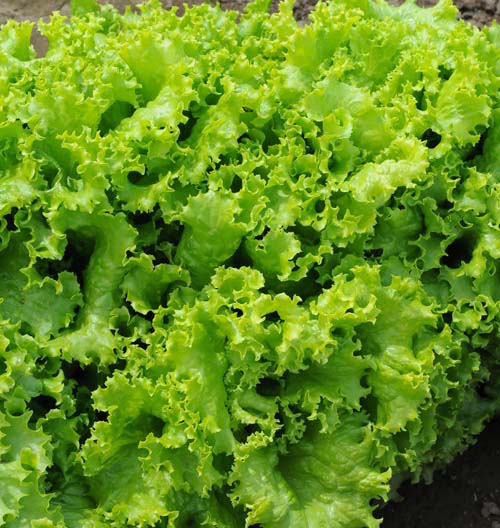 Fresh salad produce lettuce gleaning