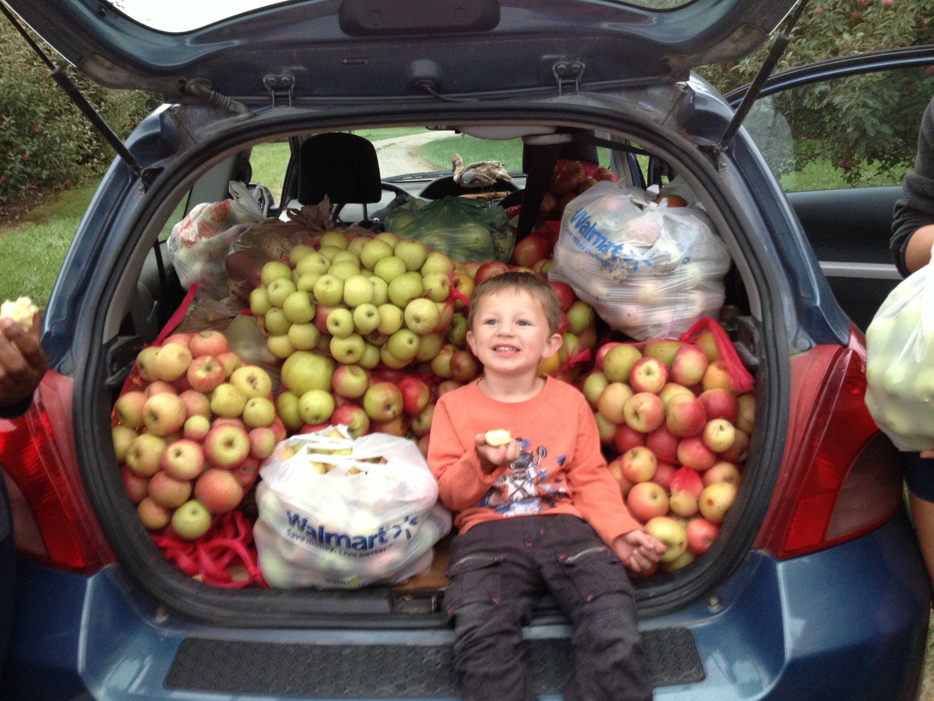 Apple Gleaning kid eating fresh apple