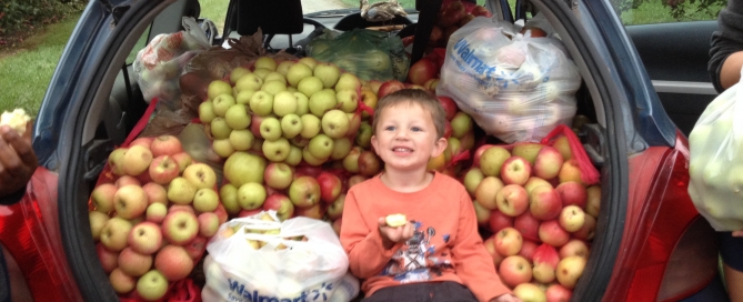 Child, apples, trunk