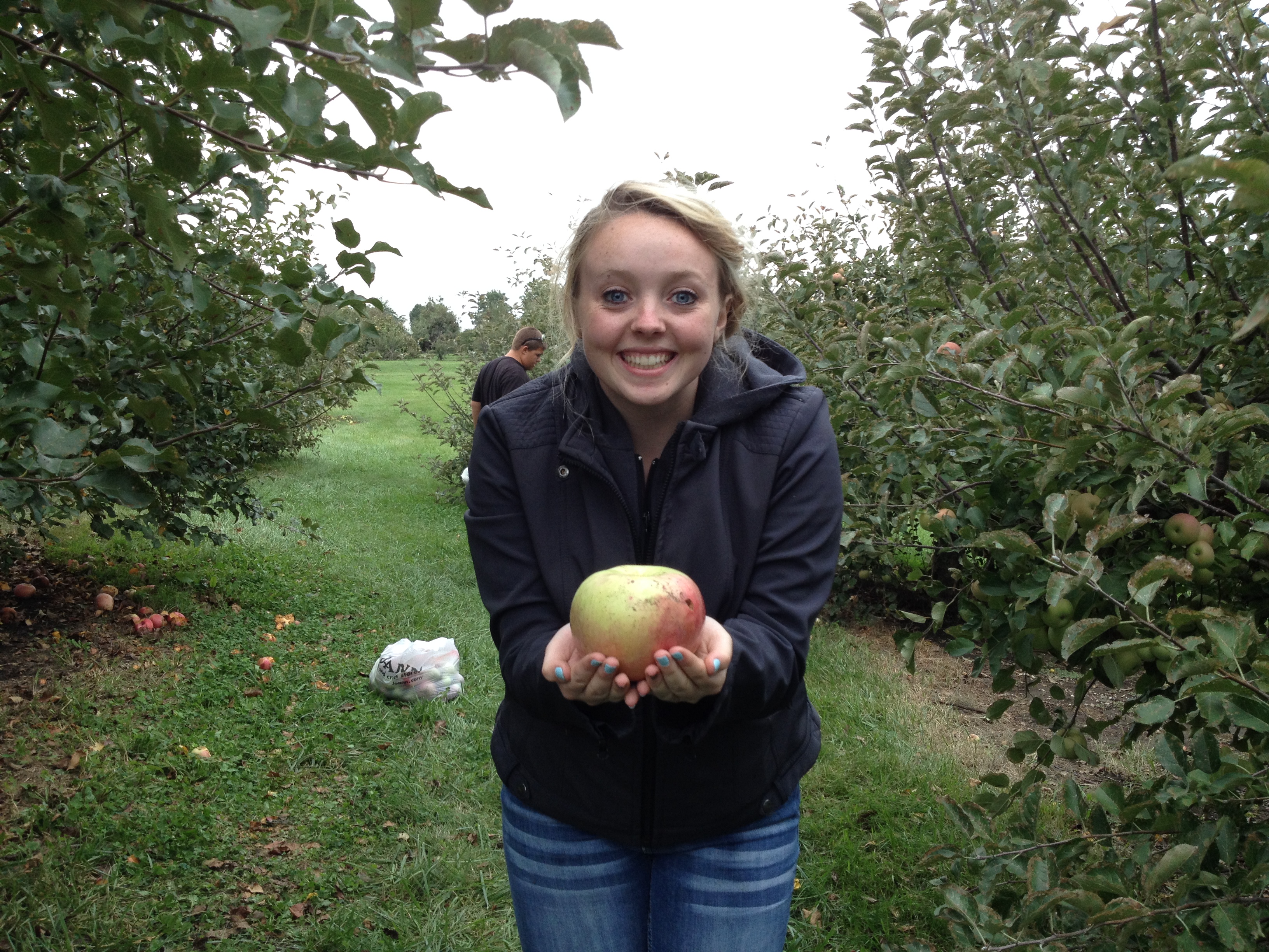 Apple gleaning by volunteer