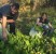 Greens gleaners