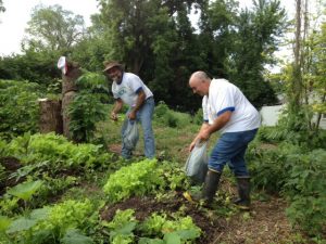 Lettuce gleaning, tomato planting at a farm in Kansas City KS