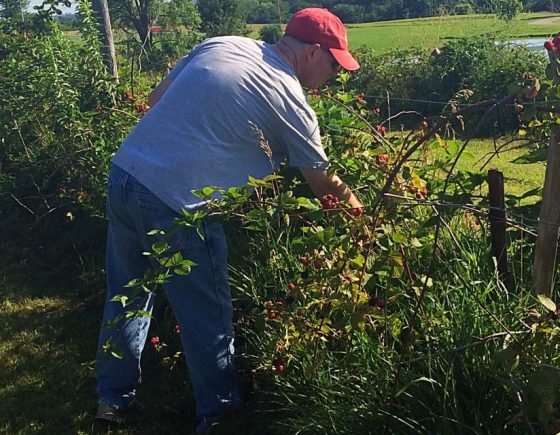 Volunteer Gleaning Blackberries
