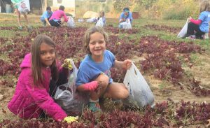 Already Filled!  Gleaning turnips & greens at a farm in KCK