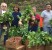 VEG Squad gleaning turnips
