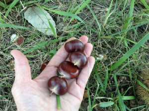 Chestnut gleaning at a farm northwest of Lawrence KS