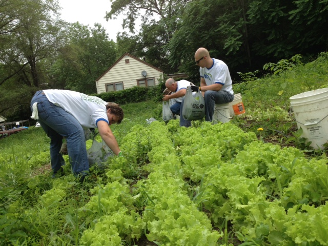 volunteers picking fresh produce gleaning planting at a farm