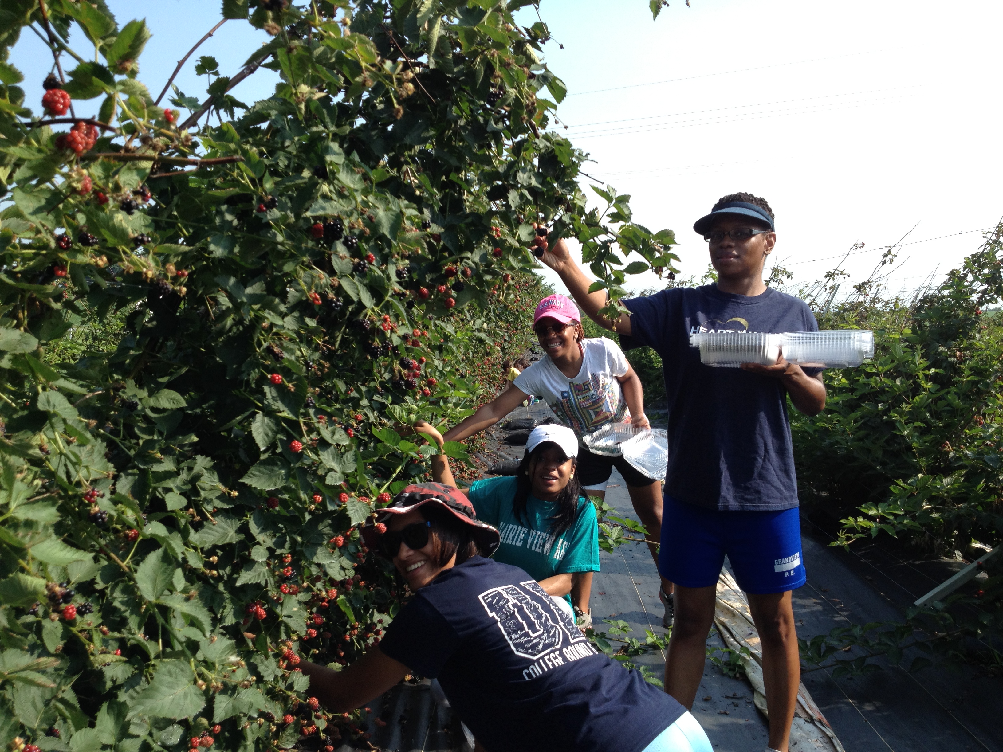Blackberry trees gleaned by volunteer family