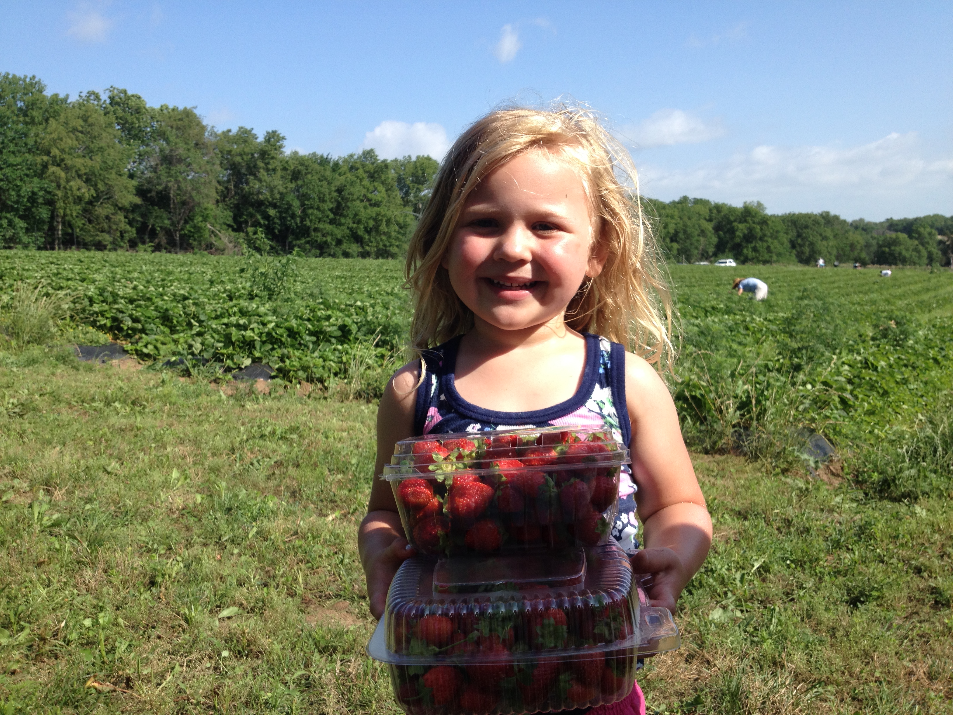 Freshly picked strawberries gleaning