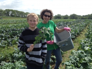 Schedule your early May gleaning now:  Beets, lettuce, spinach @ KS & MO Farms (most within an hr. of KC).  April-August--usually 7:30-10 a.m.