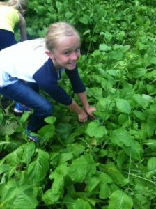 Gleaning turnips & greens, mustard greens or lettuce at a farm in KCK