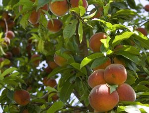 Peach gleaning at a farm near Edgerton KS