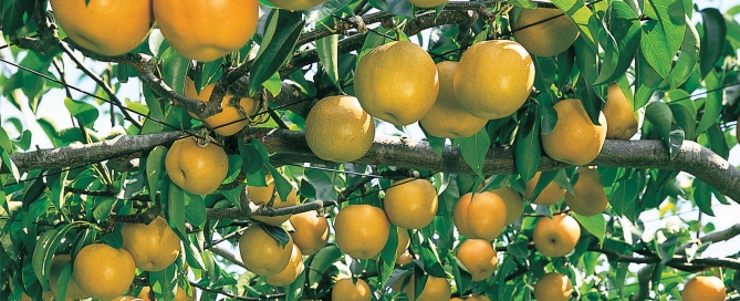 asian-pear