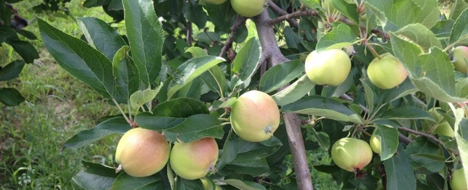 ath apples