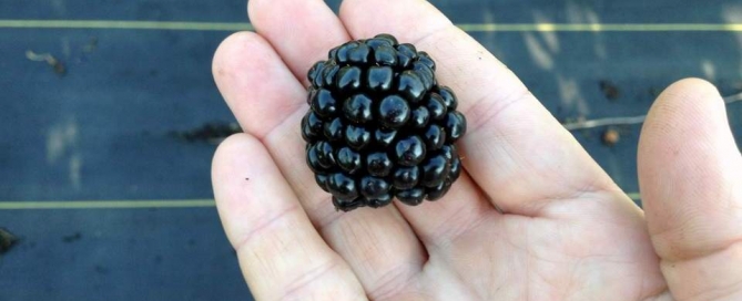 ath blackberry