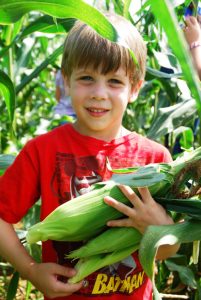 Corn gleaning at a farm near Bonner Springs KS