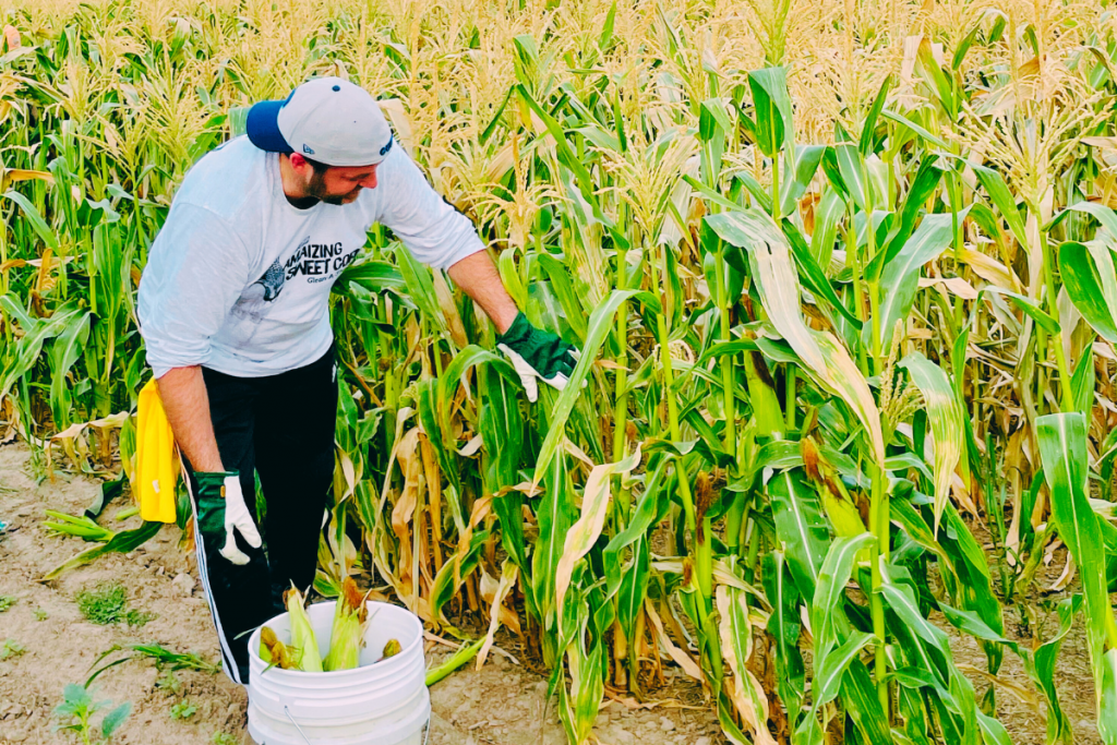 After the Harvest | Healthy Food for Hungry People » After the Harvest