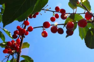 Sour cherry gleaning in downtown Kansas City @ A food pantry garden in downtown Kansas City