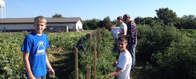 tomatoes 2014